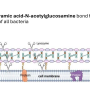 lysozyme.png