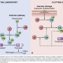 clotting_cascade_and_caption.png