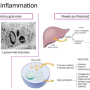 mediators_of_inflammation.png