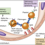 clotting_disorders_platelets.png