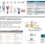 cytokine_signalling.png