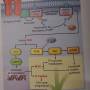 tyrosine-kinase-pathways.jpg